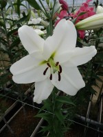 [4183 Maytime VH No02.JPG]